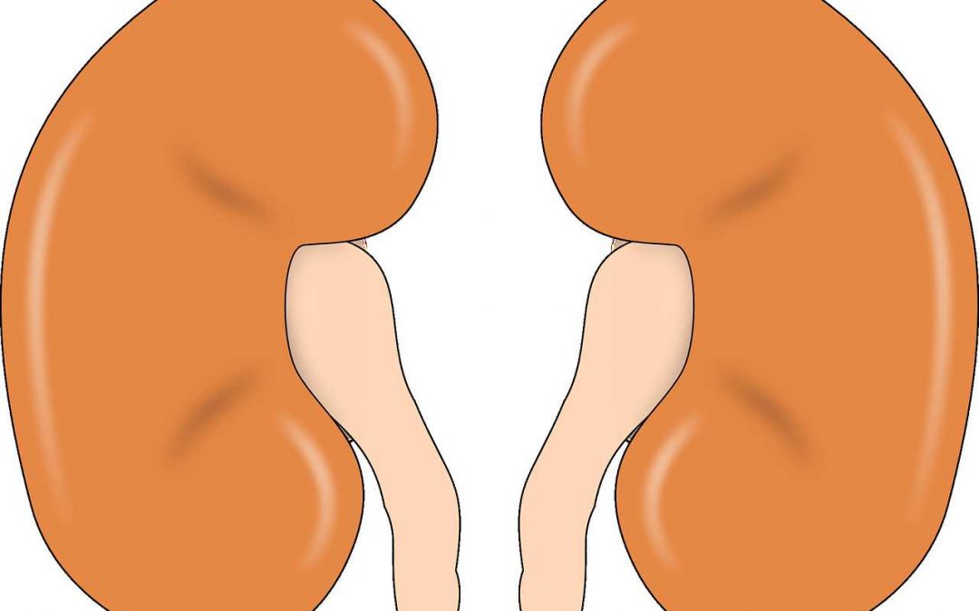 New studies in nephrology